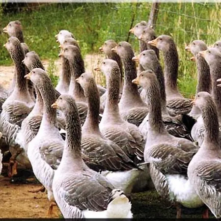 Au Casterot 別荘 Corberes-Aberes